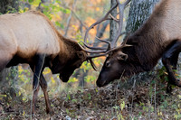 LBL Bison & Elk Prairie