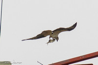 Lexington Osprey nest