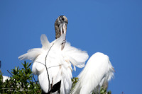Rookery Wood Storks