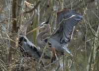 Great Blue Heron Rookery KY River 4/13