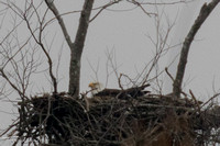 Cedar Creek Lake Bald Eagles
