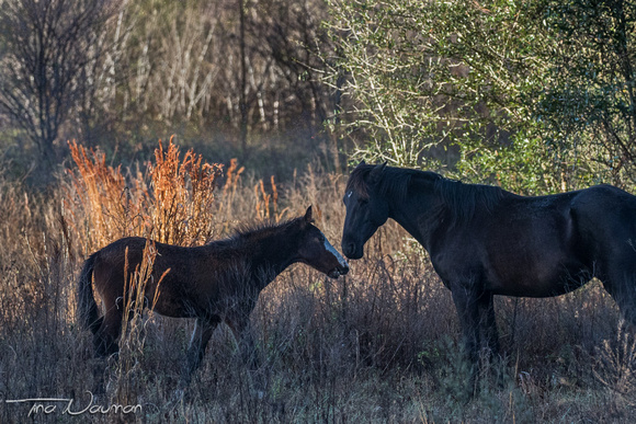 Wild horses at Payne's Prairie