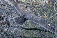 Long-eared Owl at McDowell Mt., AZ