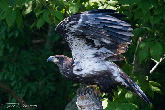 Eaglet just fledged