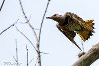 Flicker fight on the Dix