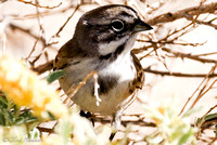 "Sage" unknown birds