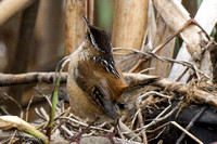 Wrens