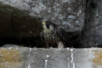 Female sub-adult-3