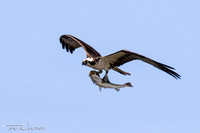Raptors - Osprey Florida