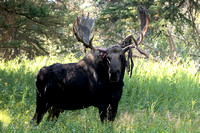 Wildlife of Grand Teton
