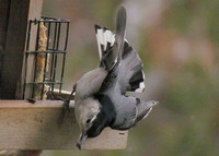 Nuthatches, Creepers
