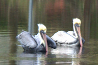 Pelicans, Brown