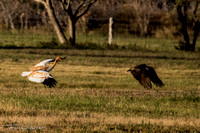 Whooping Cranes Interactions