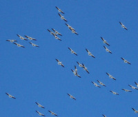 White Pelicans, Frigatebirds, Gannets, Tropicbirds