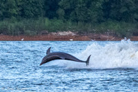 Dolphins-3