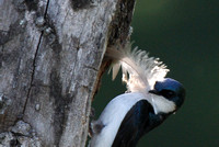 Tree Swallow with feather