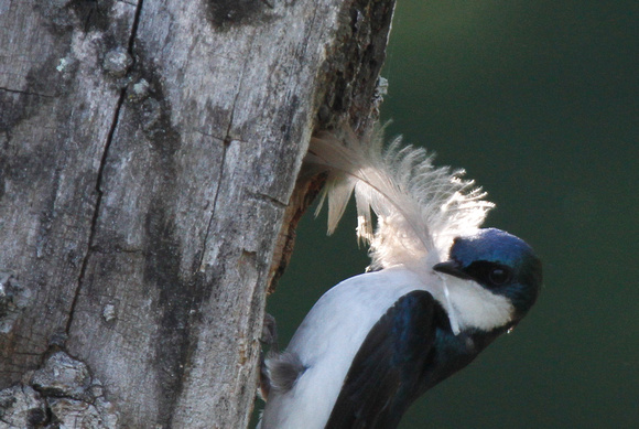 Tree Swallow with feather