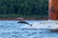 Dolphins-2