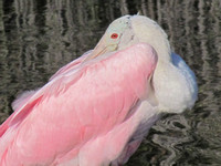 Waders - Spoonbill & Flamingo