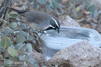 Black-throated Sparrow