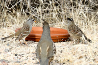 Golden-crowned Sparrow