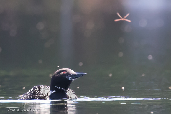 Loon watching dragonfly