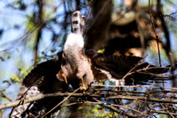 Cooper's Hawk