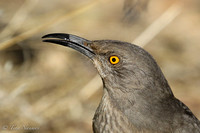 Birdswater-0638