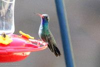 Broad-billed Hummingbird, Santa Rita Lodge