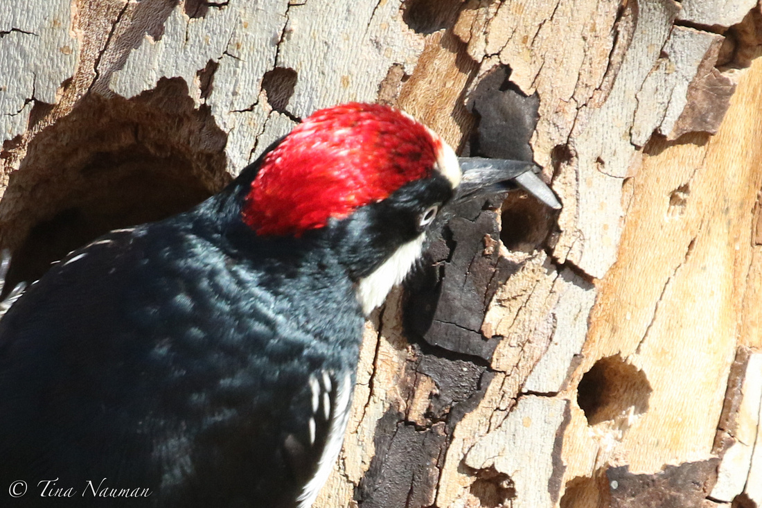 Acorn Woodpecker-6849