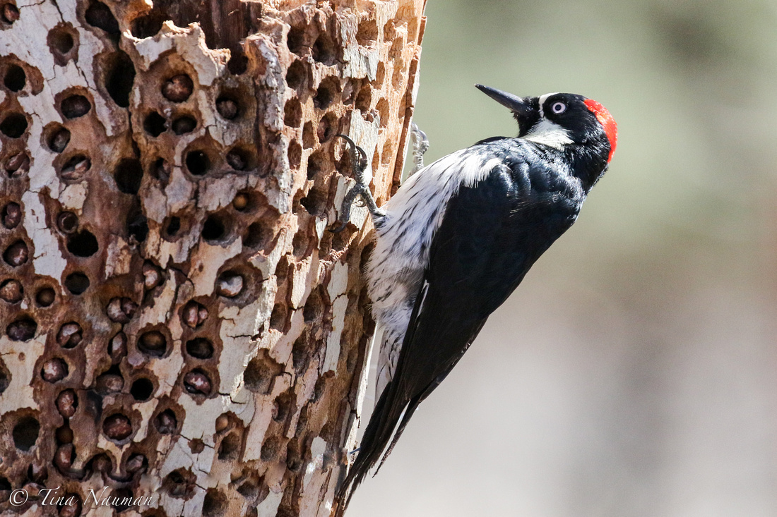 Acorn Woodpecker-6678