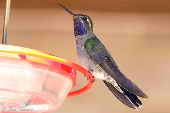 Blue-throated H-6775-2