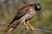Red-shouldered Hawk