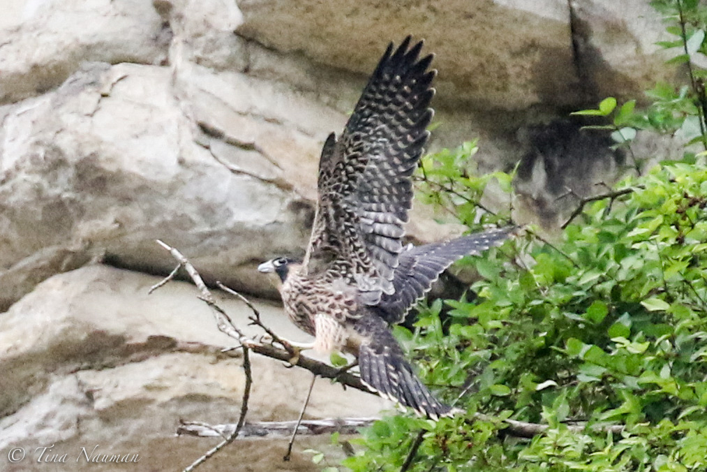 Day after all fledged