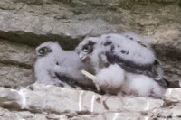Peregrine Falcons 2020