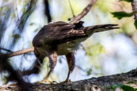 Cooper's Hawk
