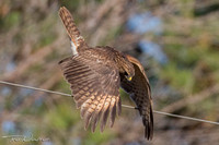 Red-shouldered Hawk