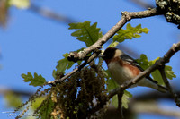 Bay-breasted Warbler