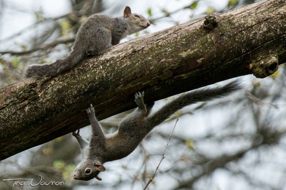 Baby squirrels at play