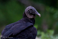 Raptors - Vultures