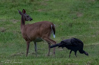 Other Critters of Cades Cove