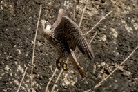 Unbanded Sub-adult #1