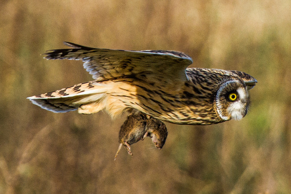 Short-eared Owl with vole