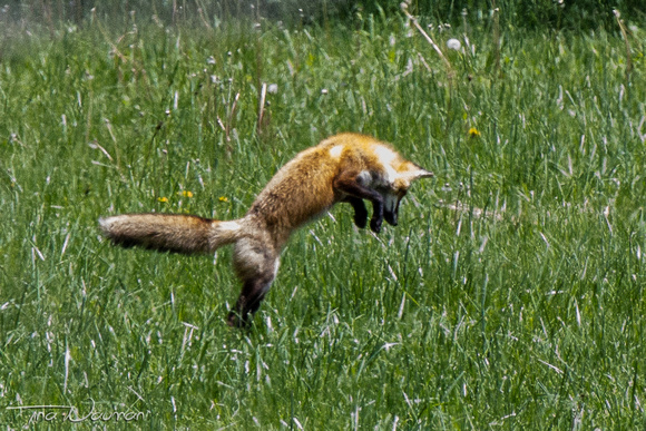 Fox pounce