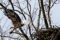 CCLEagles-6