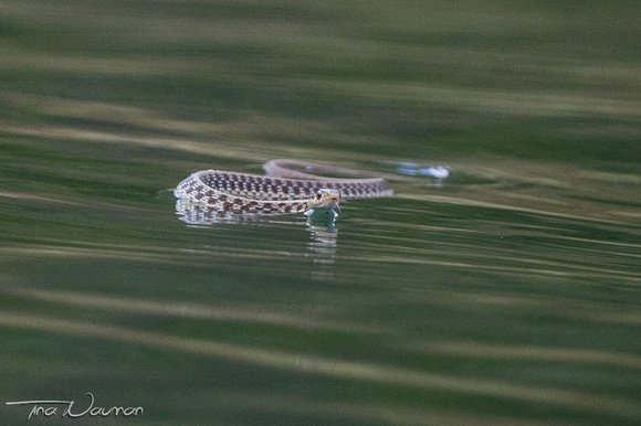 Garter Snake after a long swim escaping a GBH