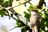 Black-billed Cuckoo