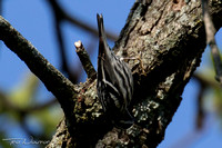 Black-and-White Warbler