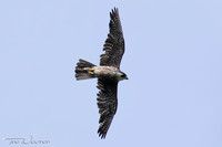 Female sub-adult-9